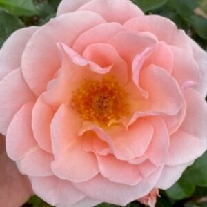 'Royal Estelle'â¢